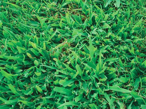 What Is Crabgrass Green Giant Home And Commercial