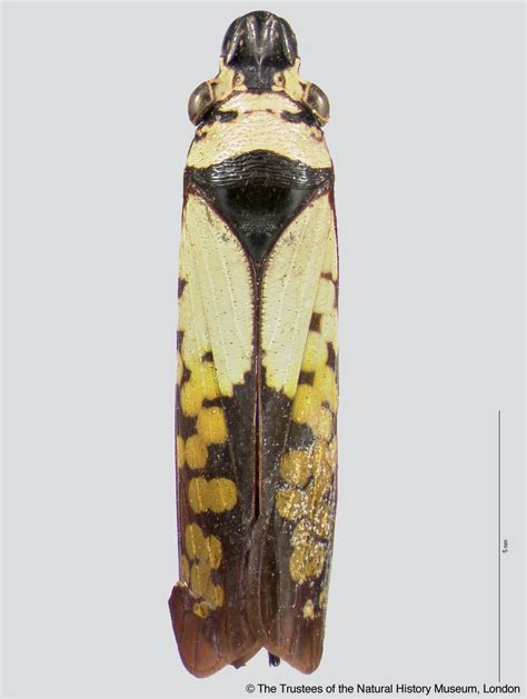 Sharpshooter Leafhoppers Proconosama Haenschi Melichar 1926a 316