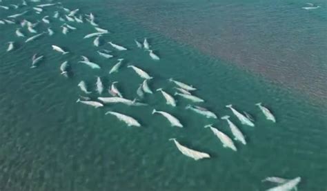 Drone Footage Captures Stunning Group Of Belugas In The Wild Showing