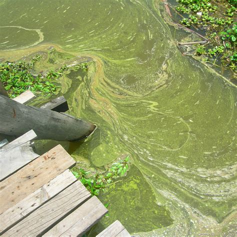 The town has a total population of 198,444 (2019 census). Blooming Controversy: What Is Killing the Wildlife in ...