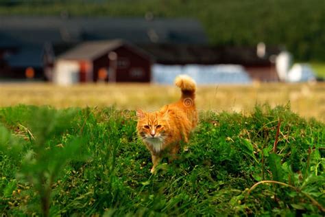 Hunting Ginger Cat Stock Image Image Of Animal Grass 49037933