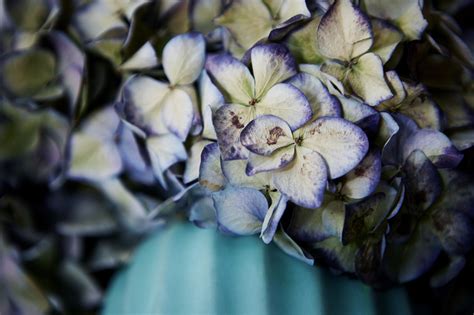 Maybe you would like to learn more about one of these? How to Dry and Preserve Hydrangea Flowers