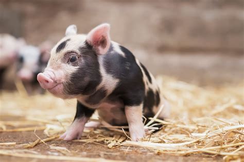 Wallpaper 1920x1282 Px Baby Animals Pigs 1920x1282 Wallup