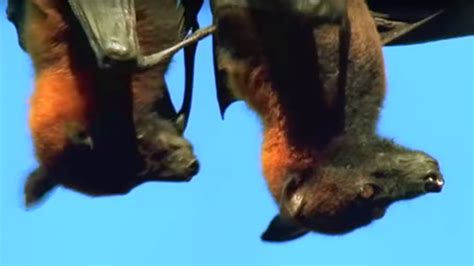 Mating Fruit Bats Wild Indonesia Bbc Earth Youtube