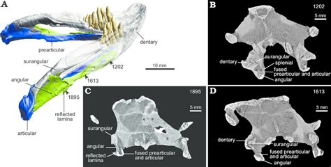 The Mandible Of The Non Mammalian Synapsid Pristerodon Mackayi Huxley