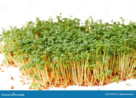 Cress Stock Image Image Of Vitamin Cress Vegetable 8734105