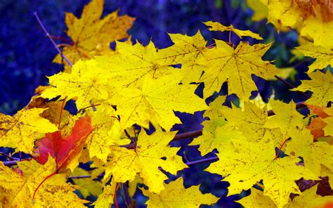 Download Wallpaper 3840x2400 Maple Leaves Fall Fallen Yellow 4k