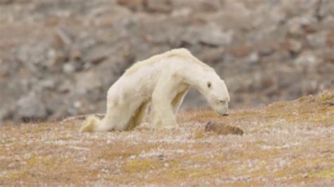 Photographer Describes Dying Polar Bear The Weather Channel