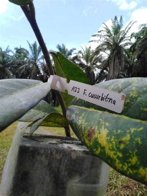 Check spelling or type a new query. Tawau Hills Fig Garden: Planting the first figs 19 March ...