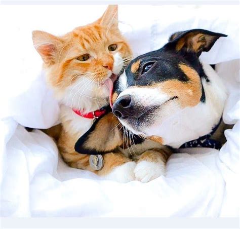 24 Cats And Dogs Who Fell In Love With Each Other The Frisky Dog