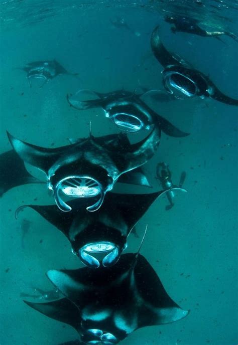 231 Best Images About Manta And Sting Rays On Pinterest Crystal Beach