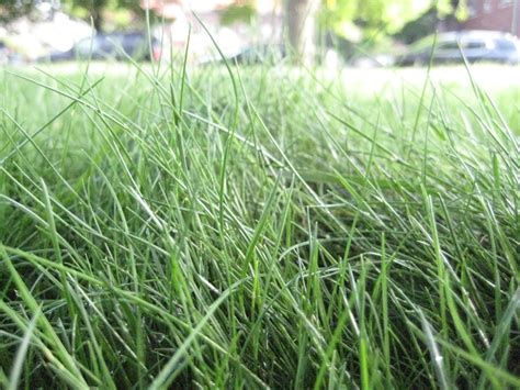 Six New Fine Fescue Extension Publications Now Available Low Input Turf