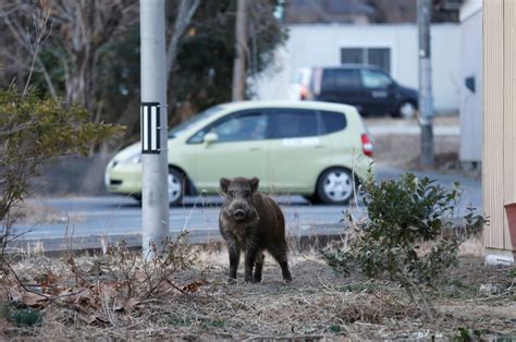 Photos Of The Abandoned Fukushima Exclusion Zone Show Wild Animals