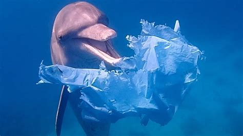 Dolphins Playing With Plastic Bags Blue Planet Live Bbc Earth Youtube