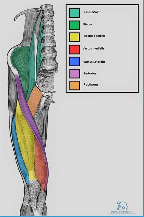 On surface the muscle looks like this as shown with arrows on the bodybuilder's leg. Sartorius: Origin, Insertion, Action & Nerve Supply » How ...