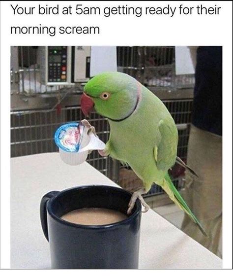 The 70 Funniest Animal Memes Parrotmemes Funny Parrots