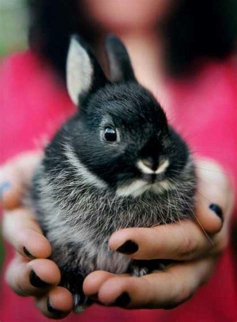 Netherland Dwarf Rabbit Via Cute Animals Baby