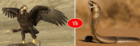 Snake Vs Eagle Fight Comparison Who Will Win