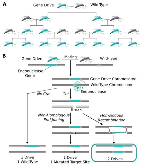 The Spread Of Endonuclease Gene Drives A When An Organism Carrying
