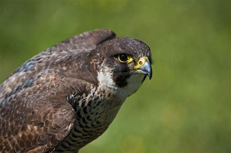 Peregrine Falcons Nesting In The Boeing Max Hangar Will Be Kicked Out
