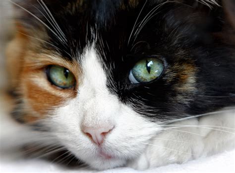 Pictures Of Calico Cats And Kittens Calico Cats Are Female Because