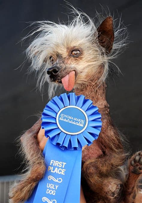 Chinese Crested Hairless Dog Photos The Worlds