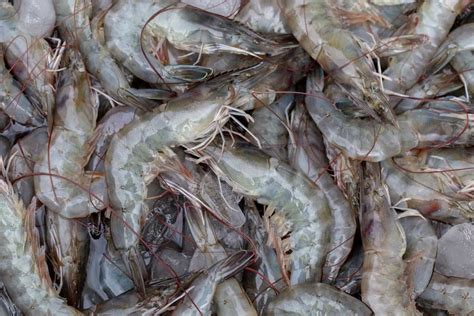 Best Techniques To Increase Your Vannamei Shrimp Farming Yield