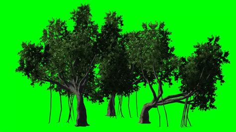 Tree Green Screen