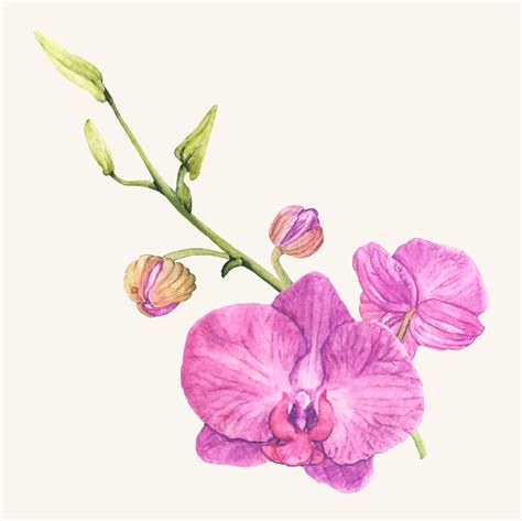 Hand Drawn Orchid Flower Isolated Download Free Vectors Clipart