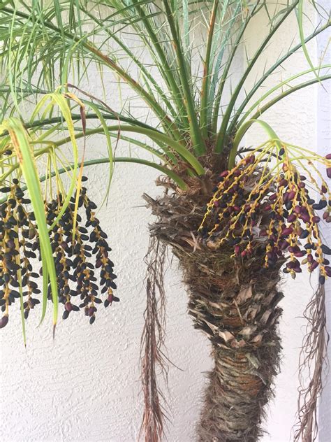 Our trees always ship at the proper planting time for your region. Is this a pygmy date palm? - DISCUSSING PALM TREES ...