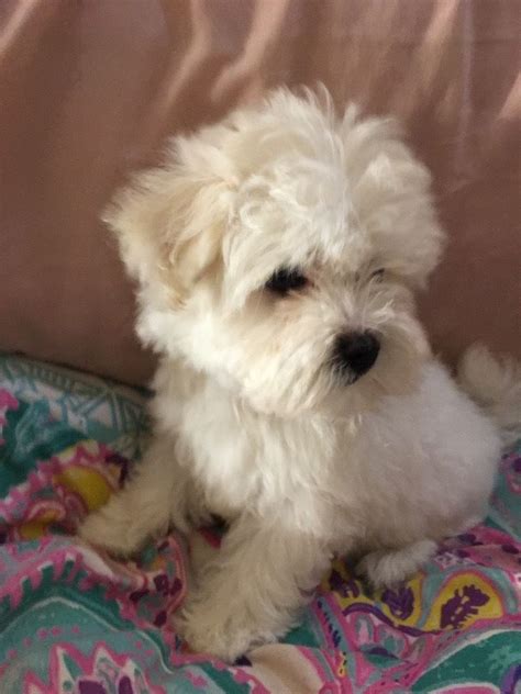 Lovely Maltese X Shih Tzu Female Puppy She Is 8 Weeks Old And Has A