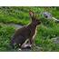 Woods Walks And Wildlife Adventures In Ottawa Part 2 Snowshoe Hare 