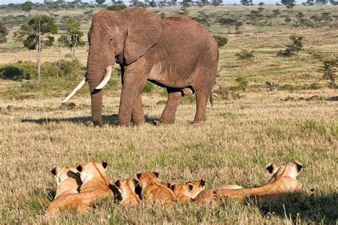 From Nairobi 3 Day Masai Mara Private Safari Getyourguide