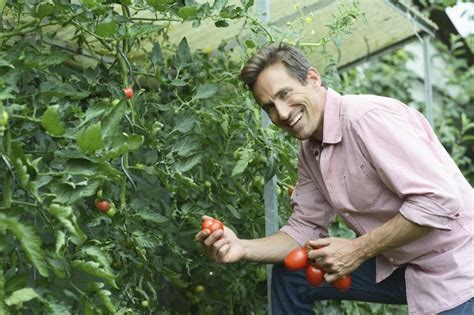 Most are pink or red with numerous small seed compartments (locules) distributed throughout the fruit. How to Care for Tomato Plants | Hunker