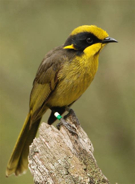 Centre For Fortean Zoology Australia Holy Honeyeater Dear Old Boy