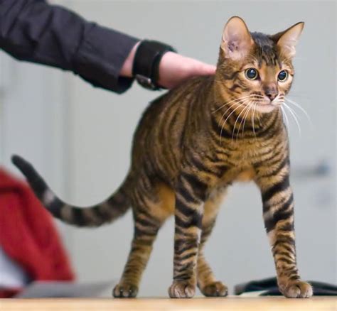 Cute Toyger Cat Picture