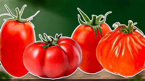 11 Italian Tomato Varieties To Get To Know