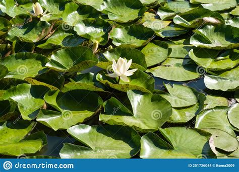 Beautiful Water Lilies Growing Stock Photo Image Of Tropical Lake