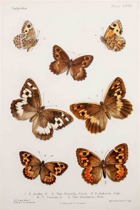 1884 Antique Victorian Butterfly Illustration By Paperpopinjay 1000