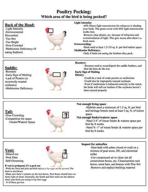 a guide to poultry pecking