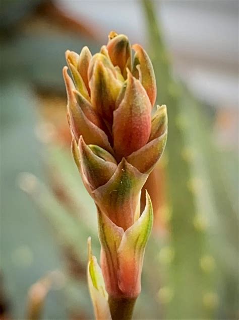 Aloe Safari Sunrise In The Aloes Database