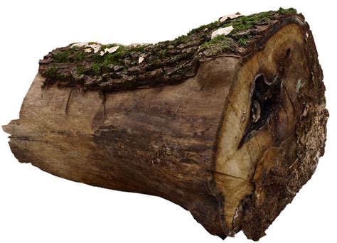 Wood Log Png Png Image Collection