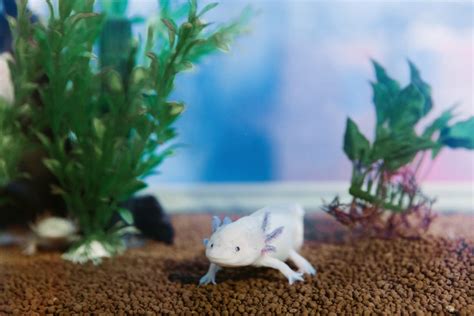 An Axolotls Care Tank Setup Diet Breeding And More For Axolotls