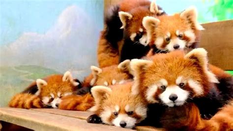11 Red Panda Cubs Make Public Debut At E China Zoo Youtube