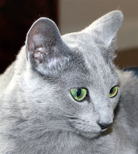 Wychwood Felina Fairytale Our Home Bred Russian Blue Queen Russian