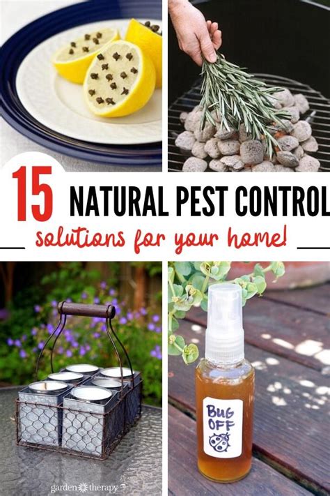 15 Simple Natural Pest Control Ideas That Really Work