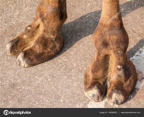 The Feet Of A Camel Stock Photo By ©nilanewsom 132636620