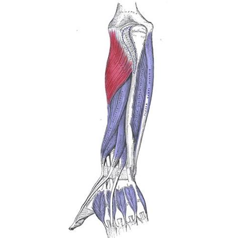 Supinator Muscles Information