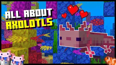 Minecraft 117 Axolotl Minecraft 1 17 The Warden Axolotl Secrets