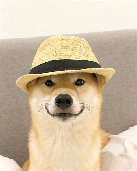 Great Hat Doggo Rrarepuppers